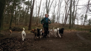 Dagopvang voor uw hond in de vorm van leuke, avontuurlijke daguitstappen