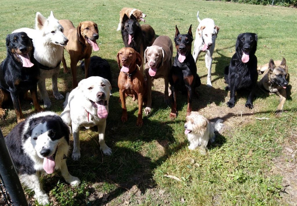 Dagopvang voor uw hond in de vorm van leuke, avontuurlijke daguitstappen