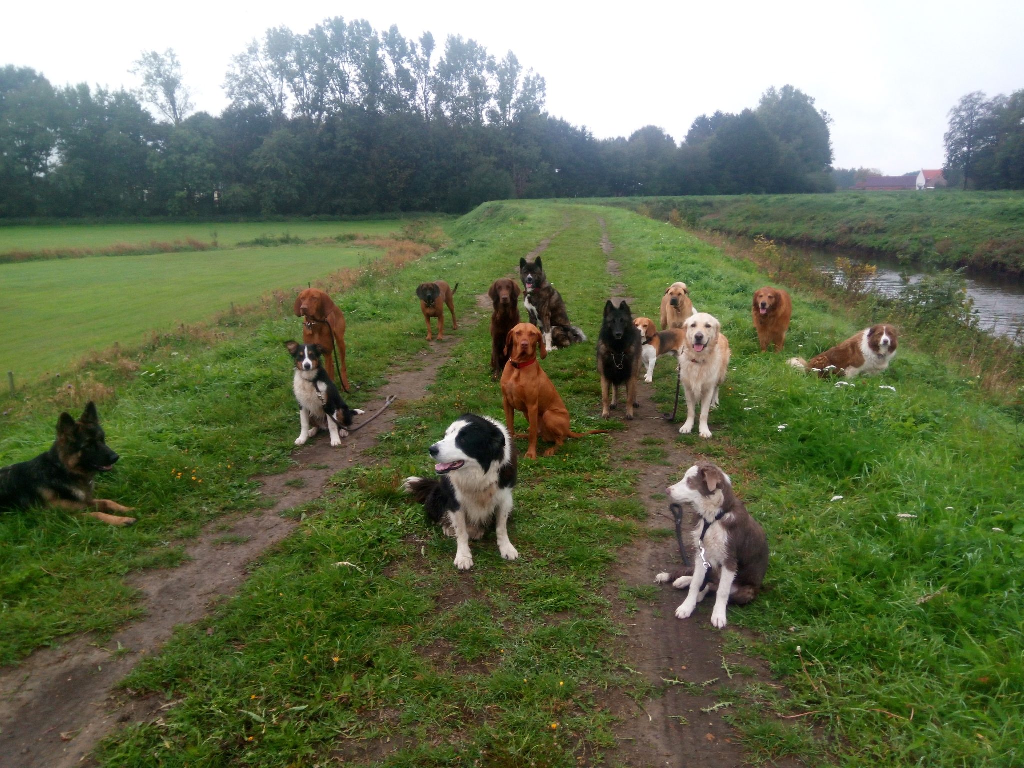 Dagopvang voor uw hond in de vorm van leuke, avontuurlijke daguitstappen